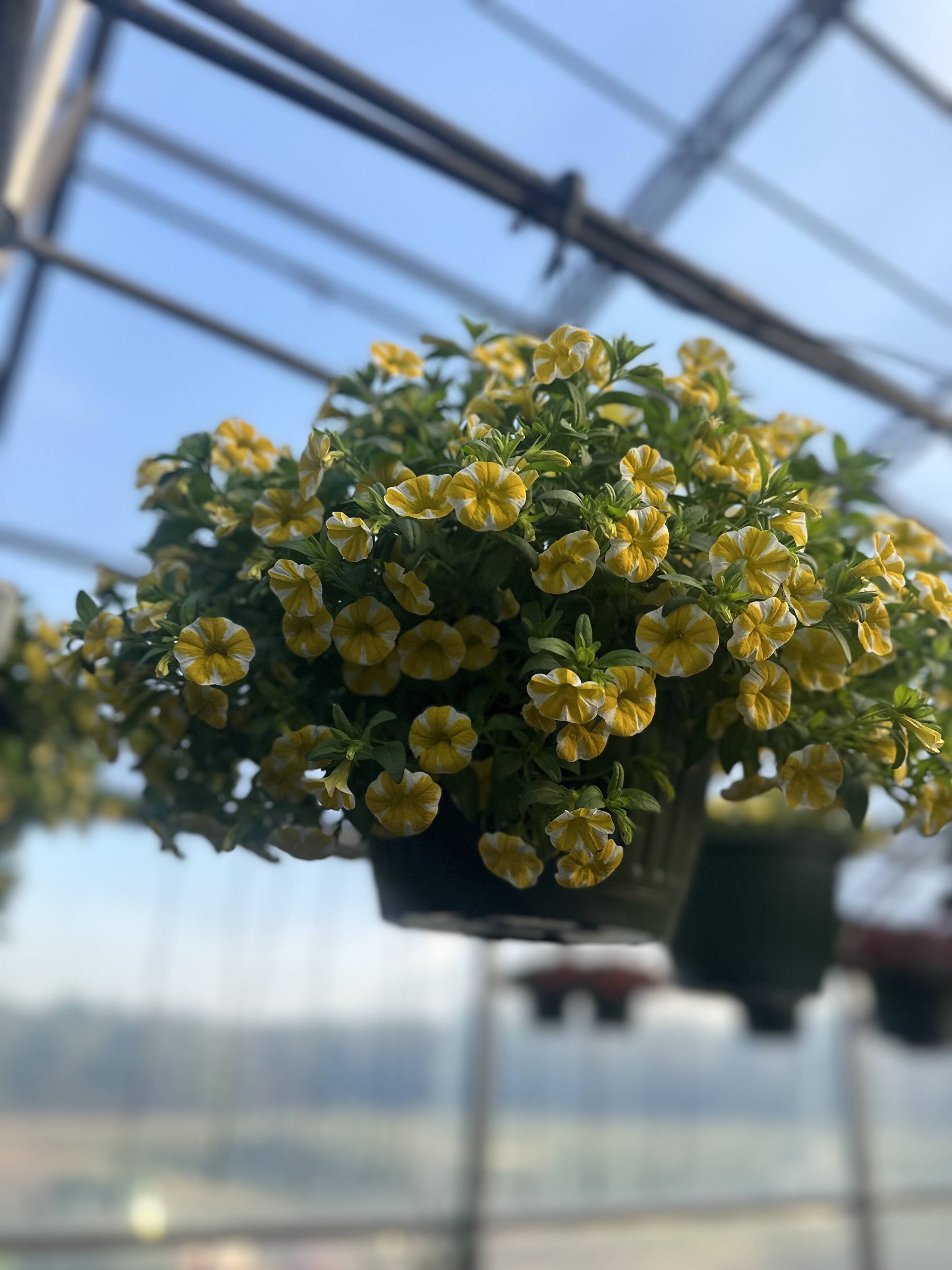 Local Florist ,Fresh Flowers, Flower Shop Orchids House Plants